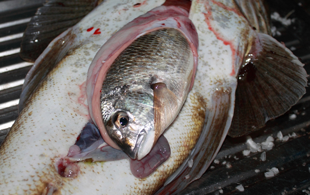 WA Labor Senator Glenn Sterle. Image: Twitter